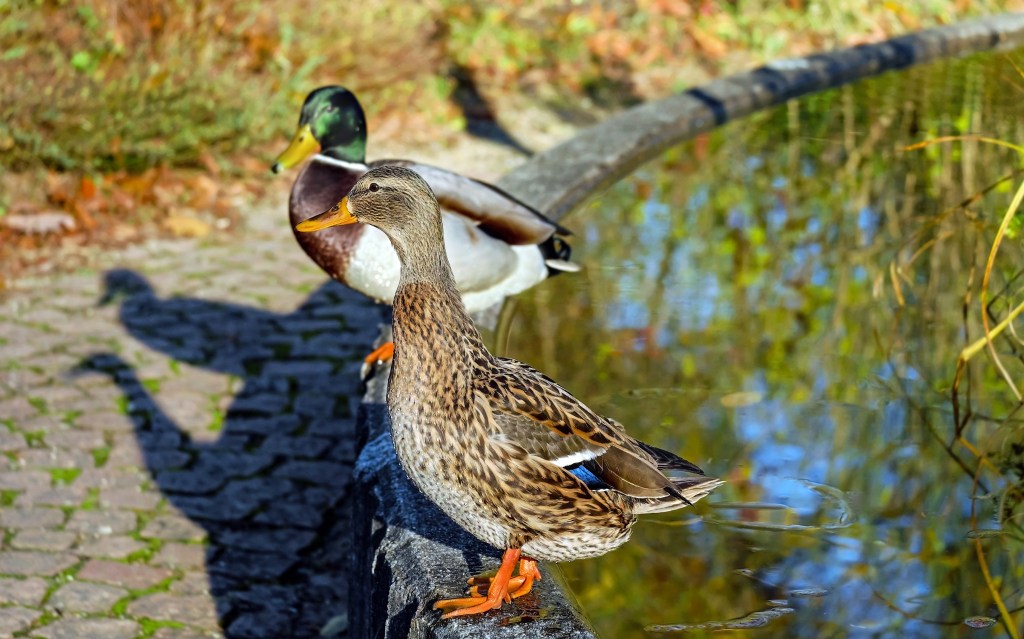 Comment faire un bassin pour canards ? – Le Blog Maison