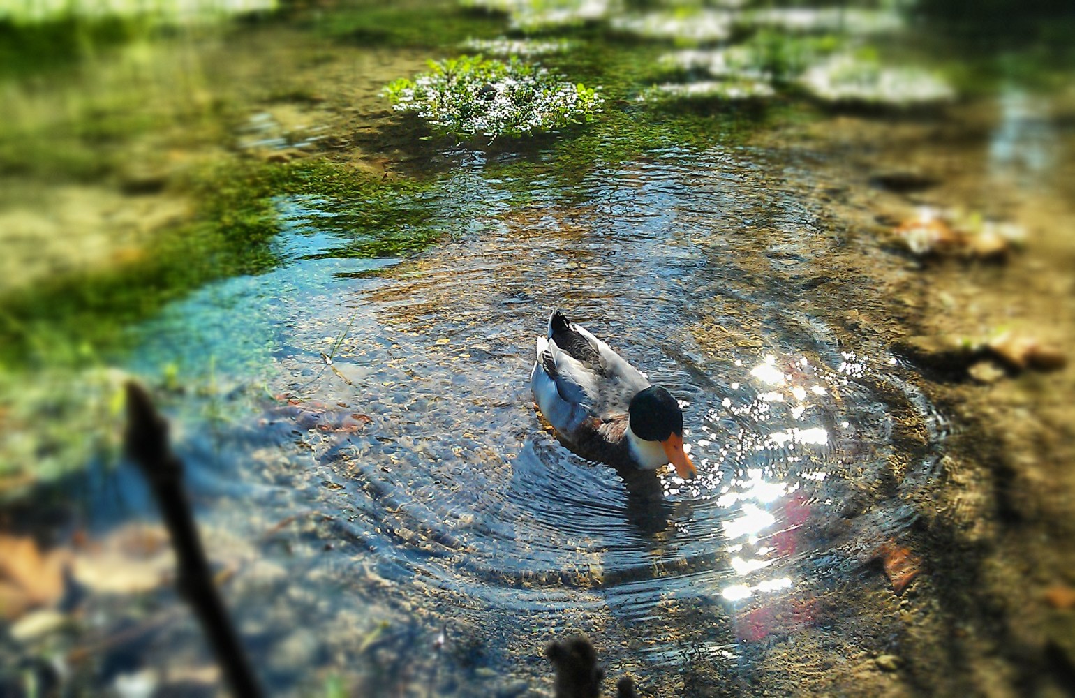 Comment faire un bassin pour canards ? – Le Blog Maison