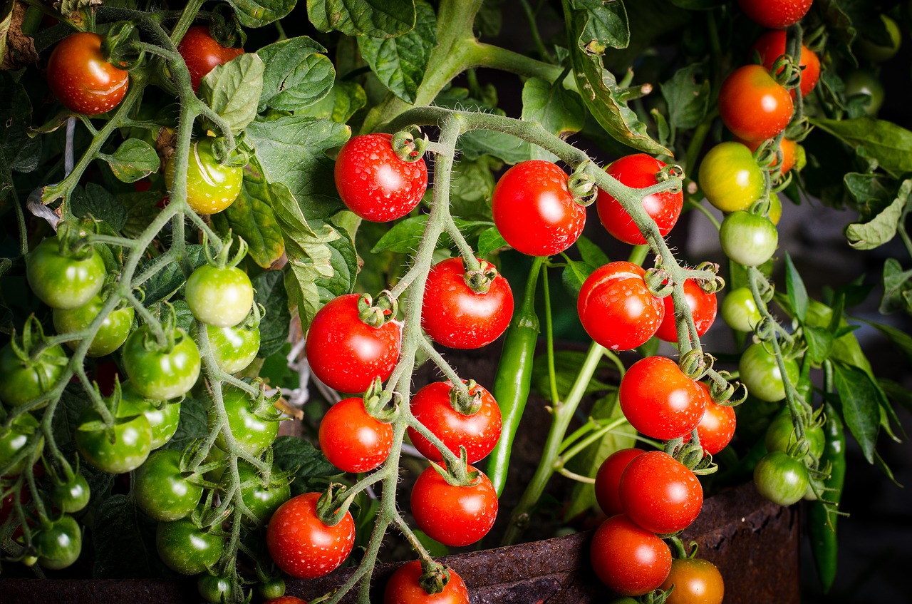 Tout savoir sur le purin de tomate Le Blog Maison — free download